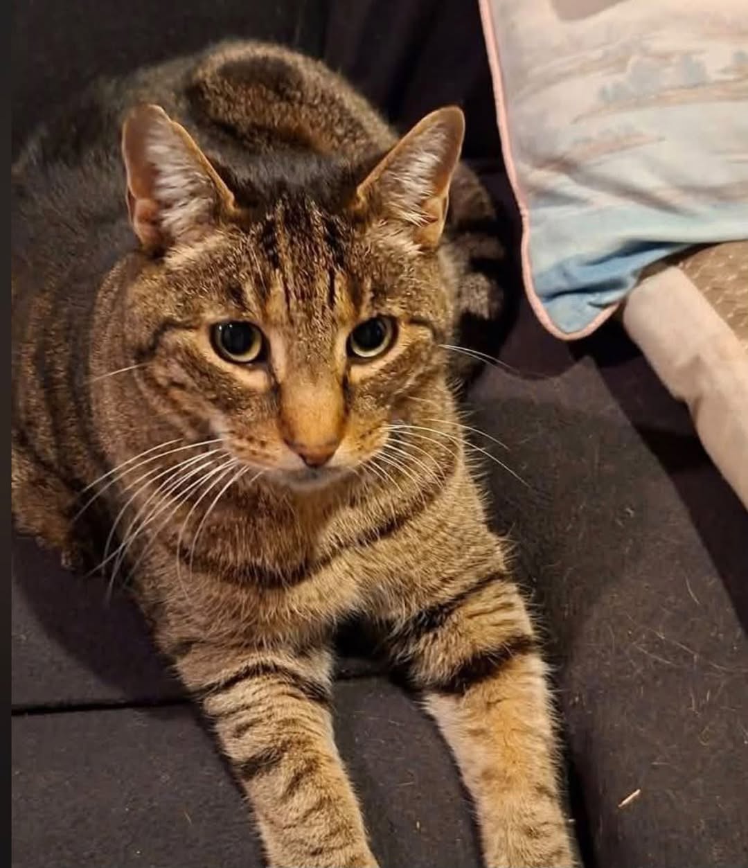 Lost Cat in Christchurch