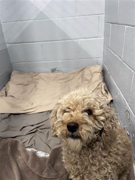 Found dog