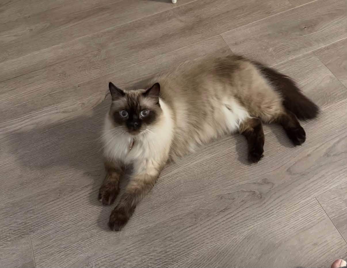 Lost Cat in Ontario