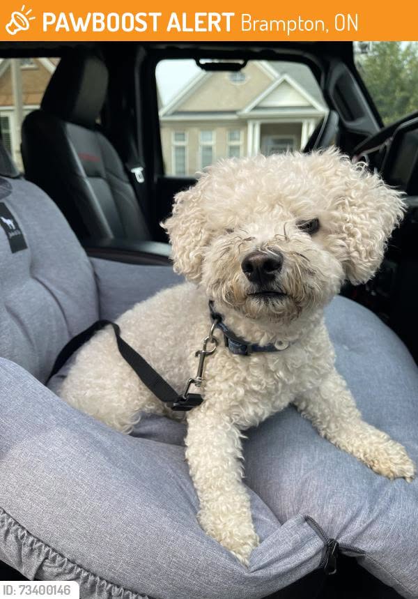 Found dog