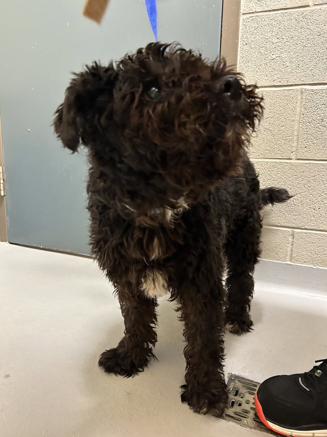Found Dog in Caledon