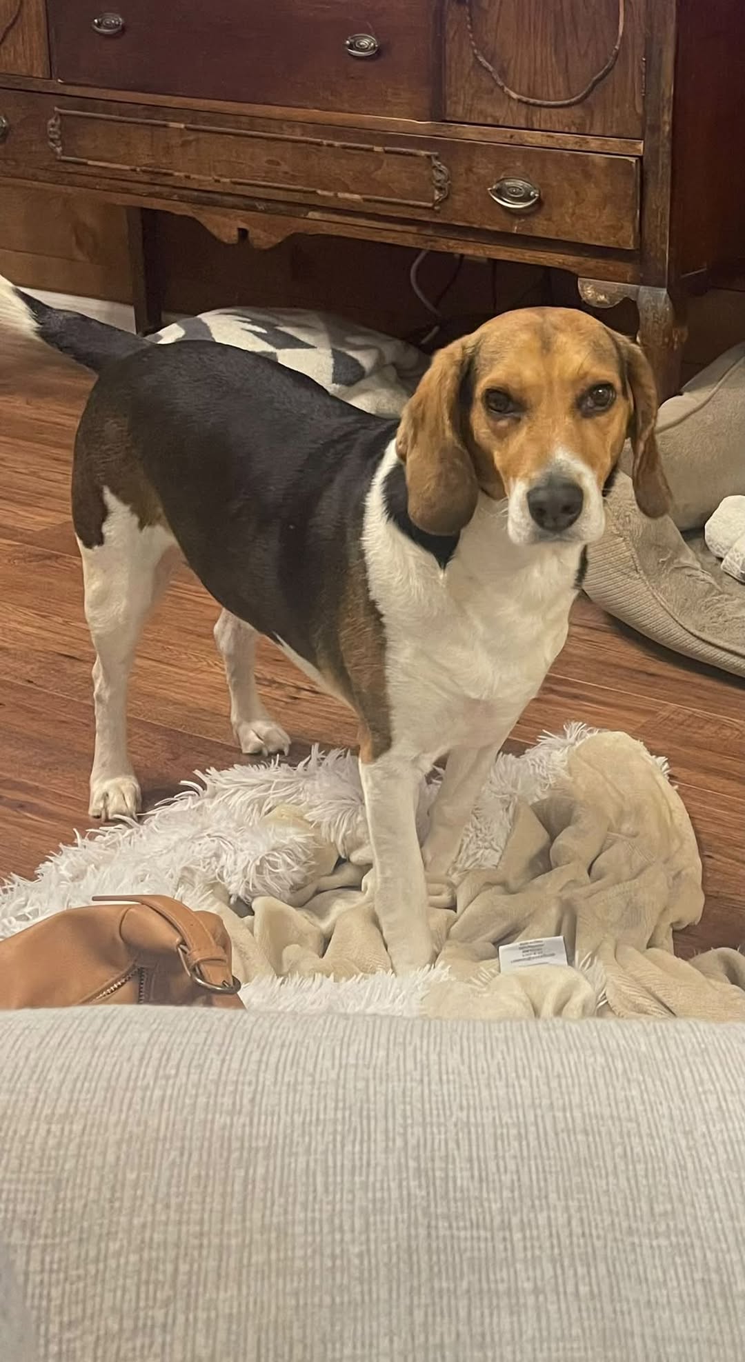 Lost dog
