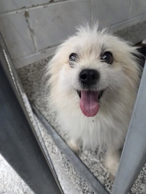 Found dog