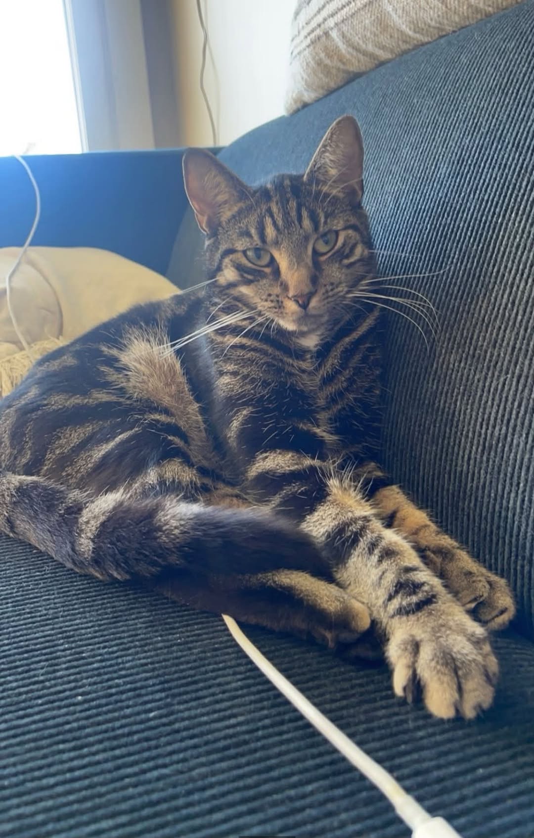 Lost Cat in Stavanger