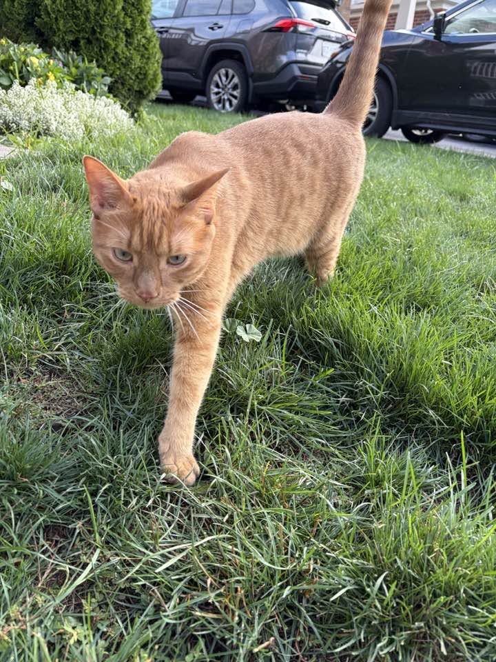 Found cat