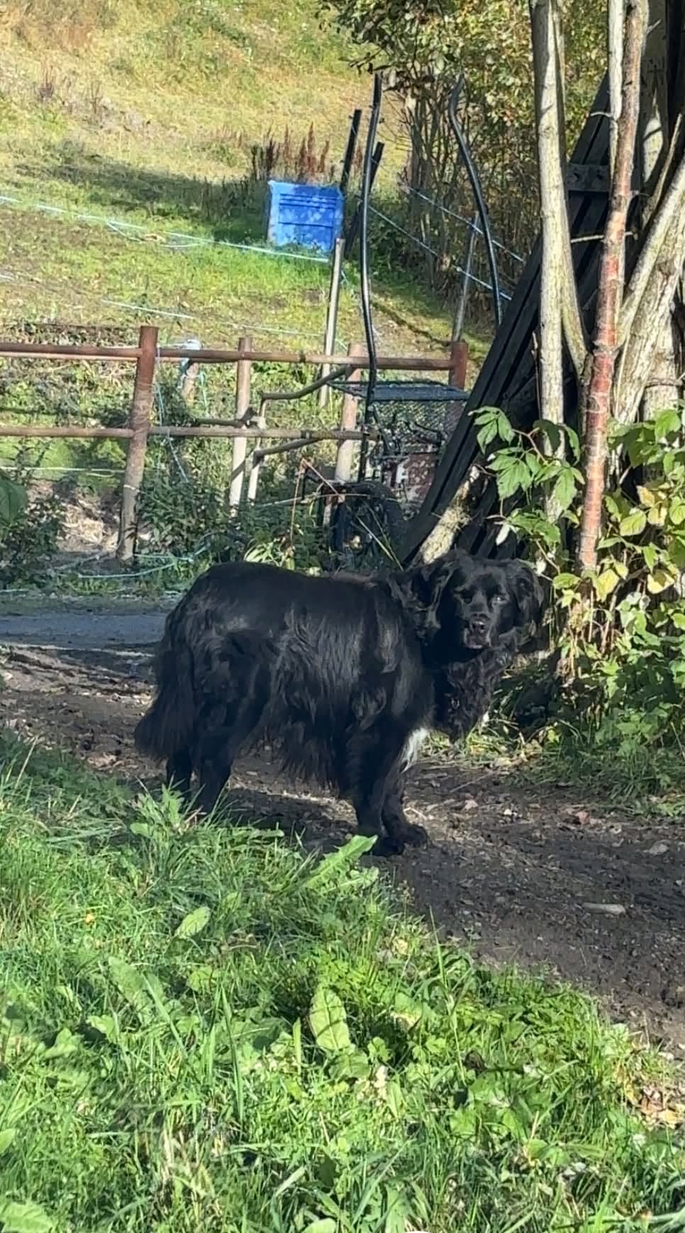 Found dog