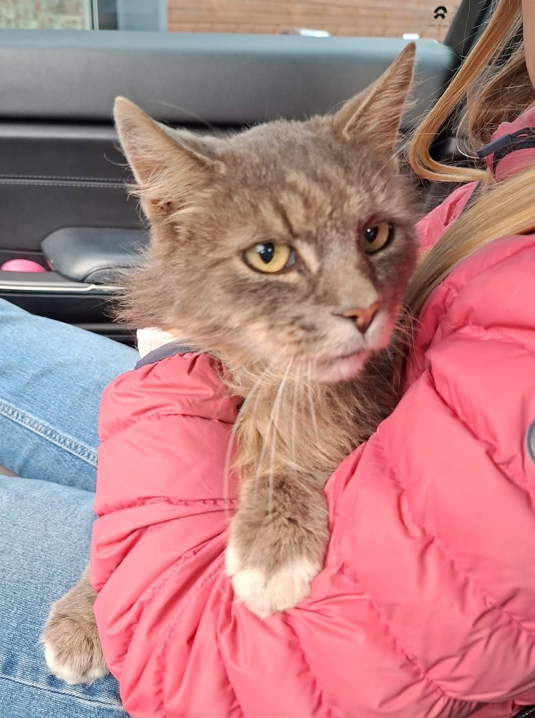 Found cat