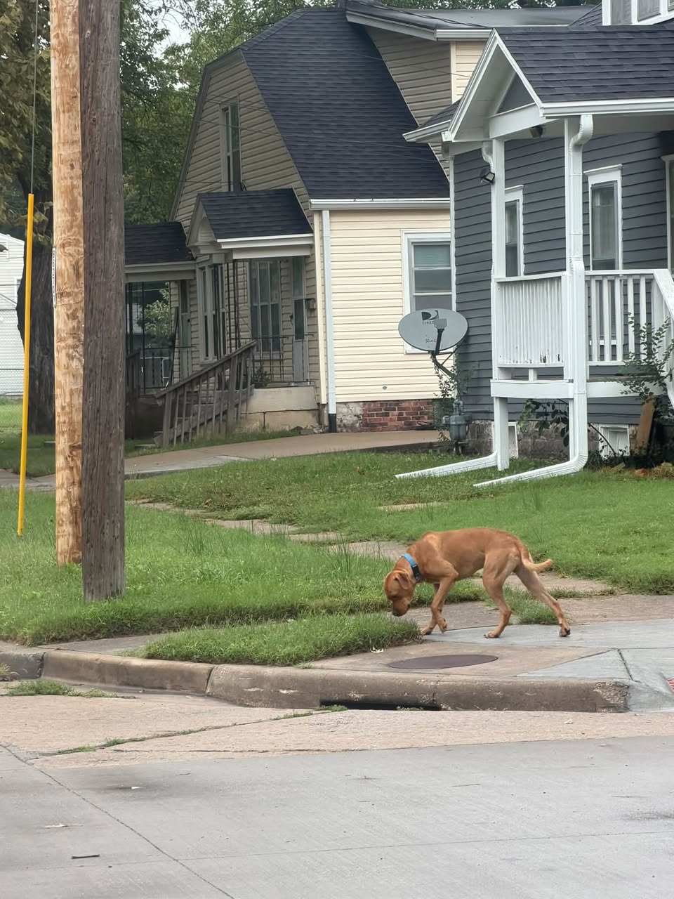 Found dog