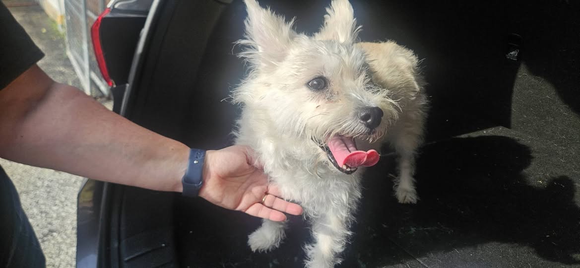 Found dog