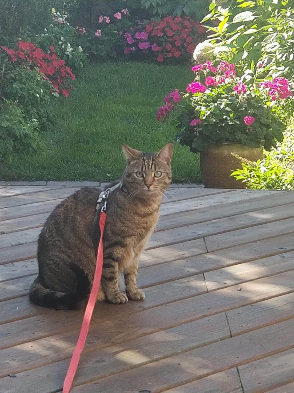 Lost cat