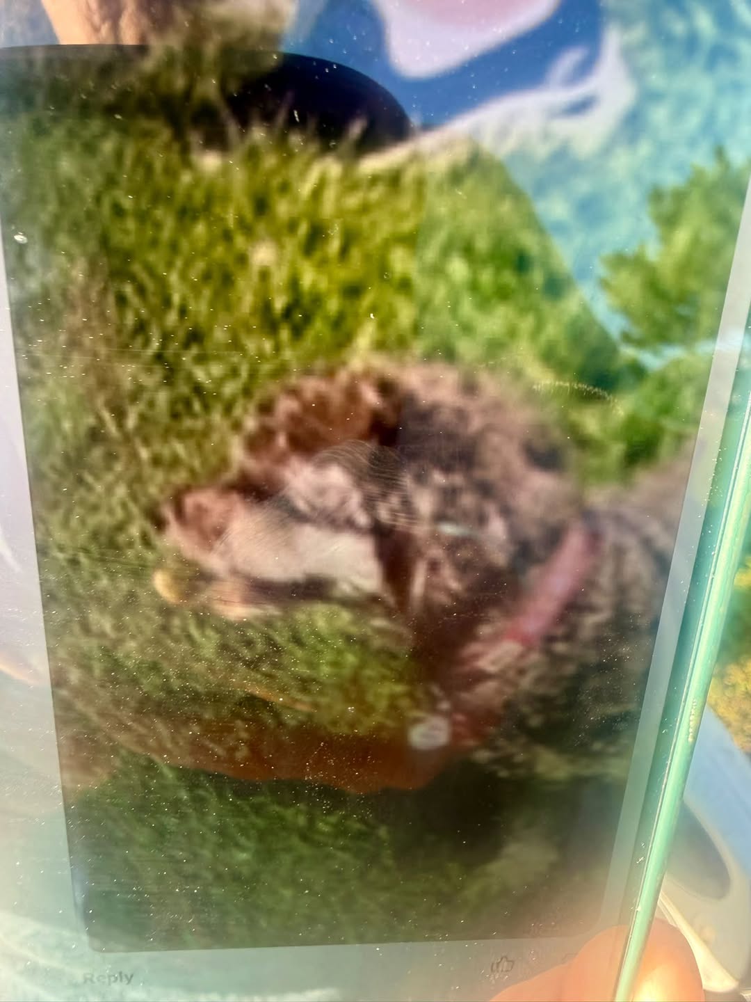 Lost Dog in Blue Mountain Dog Park