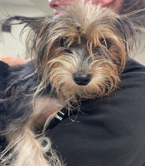 Found dog