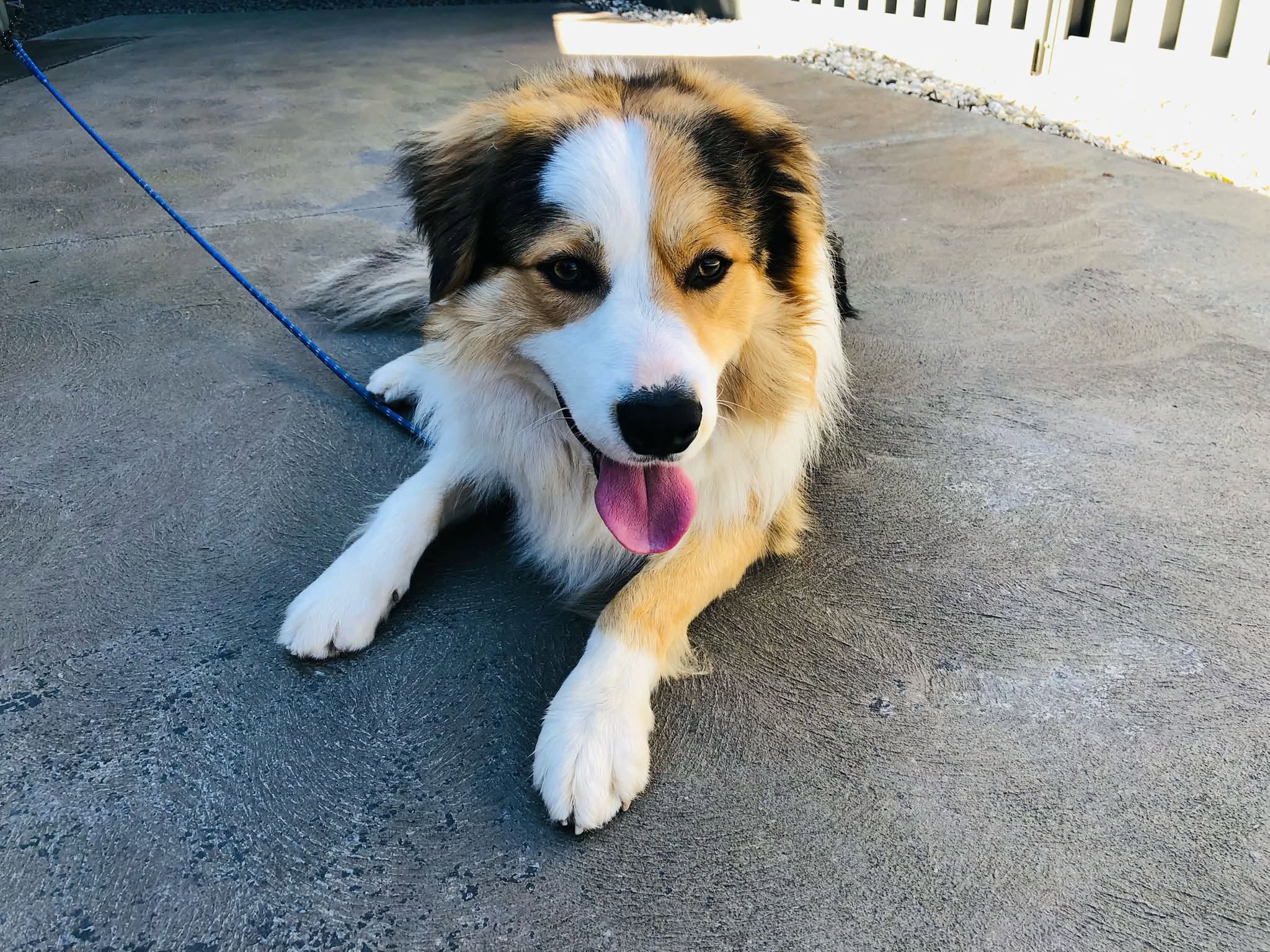 Found dog