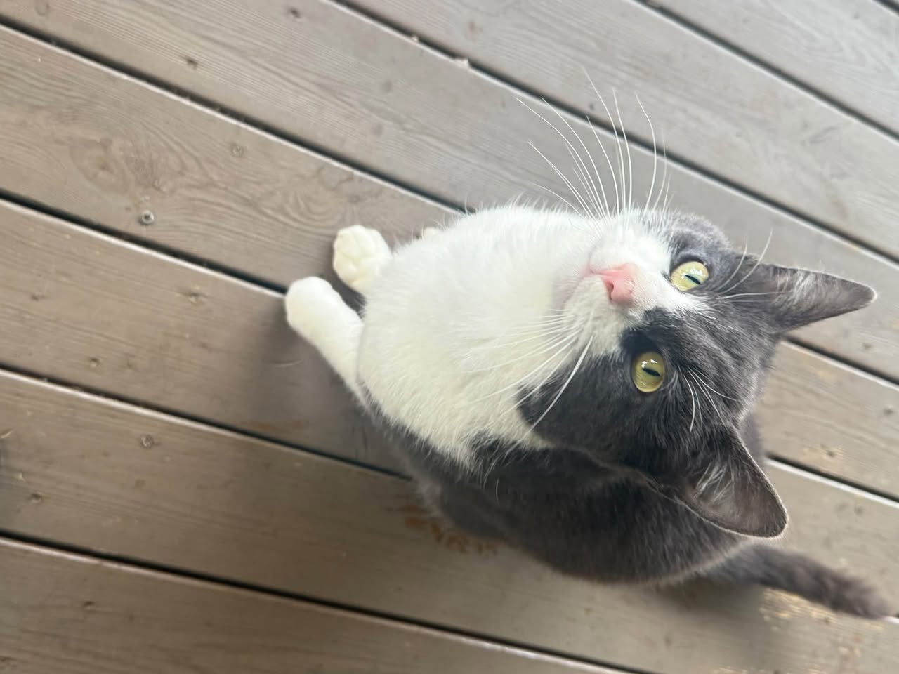 Found cat