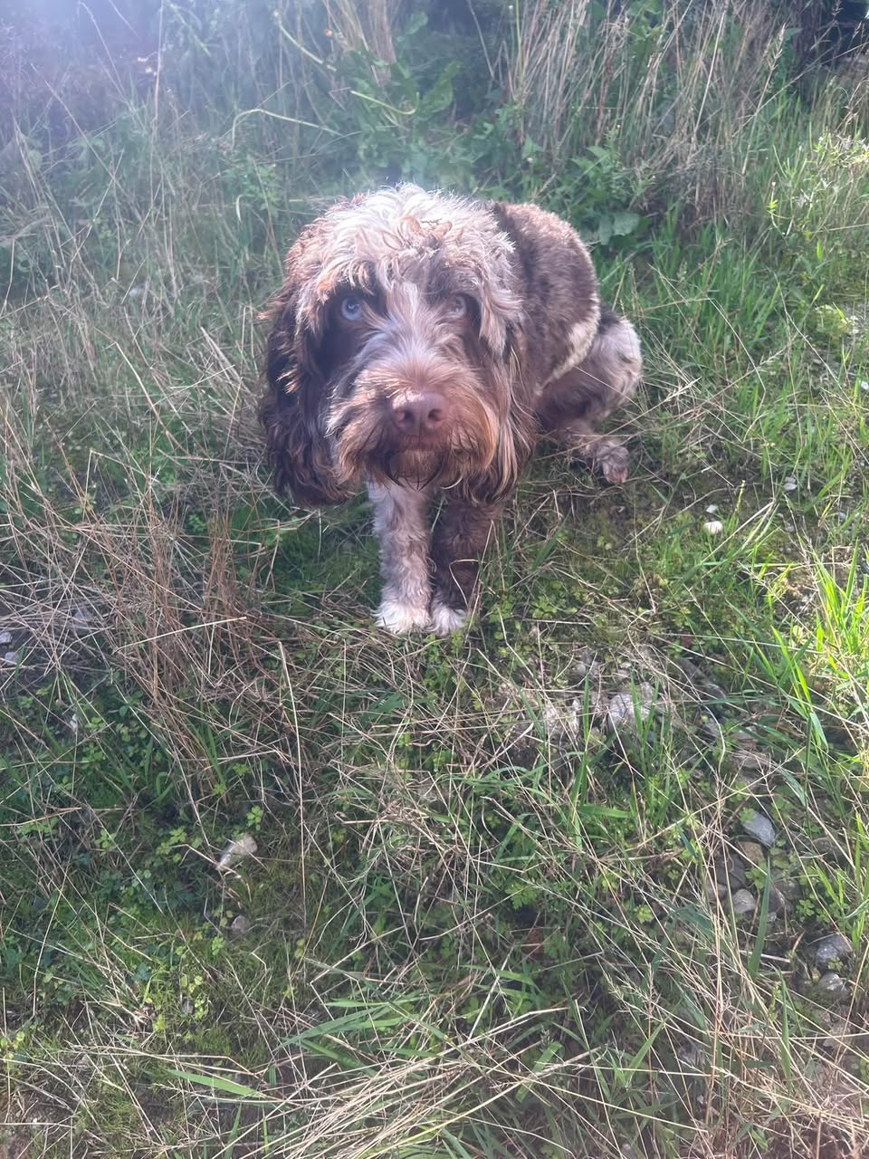 Found dog