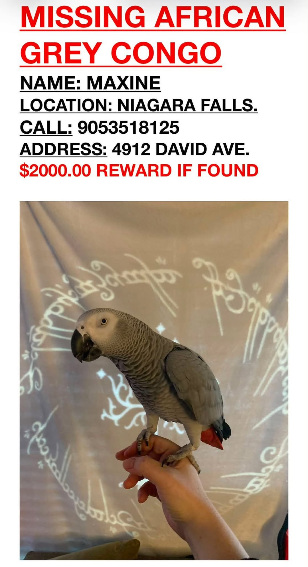 Lost bird