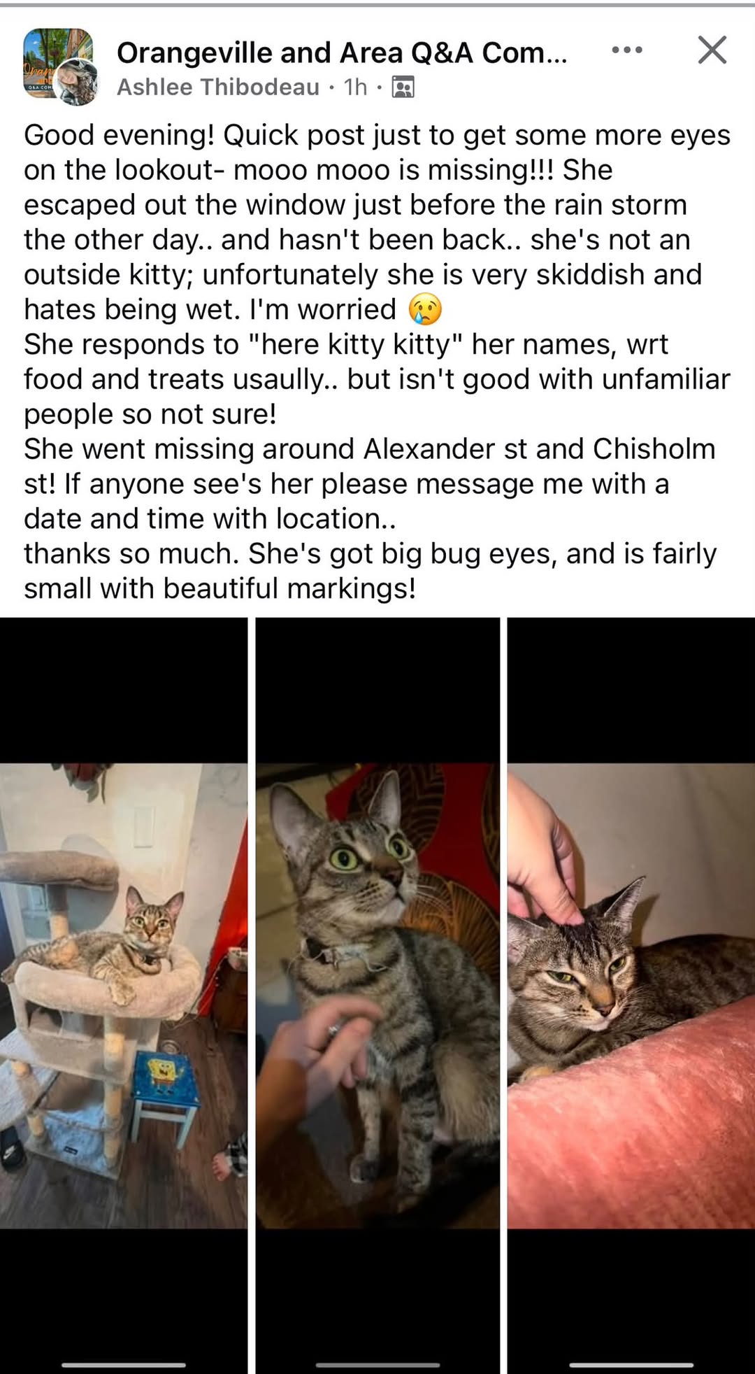 Lost Cat in Orangeville