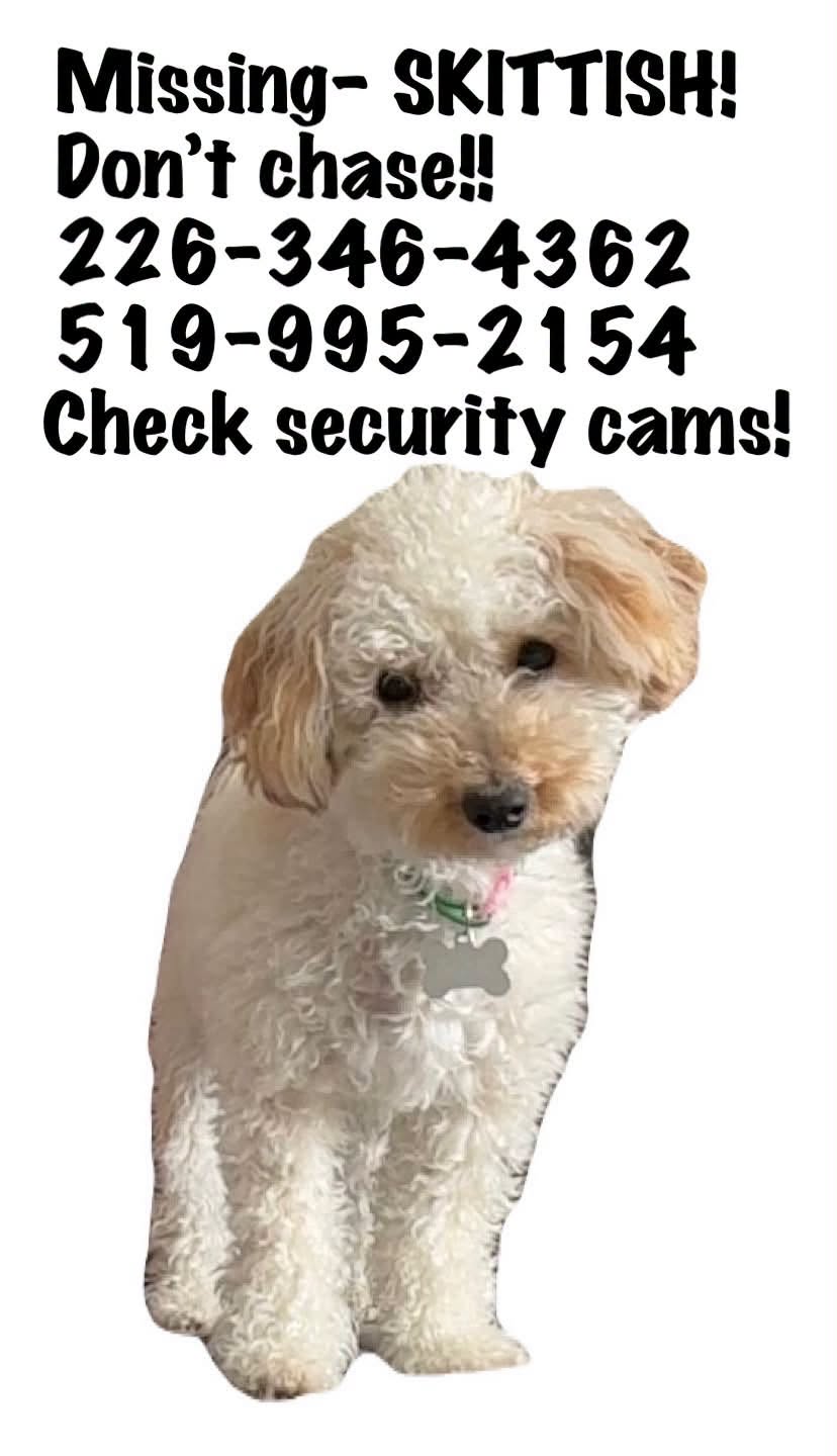 Lost dog