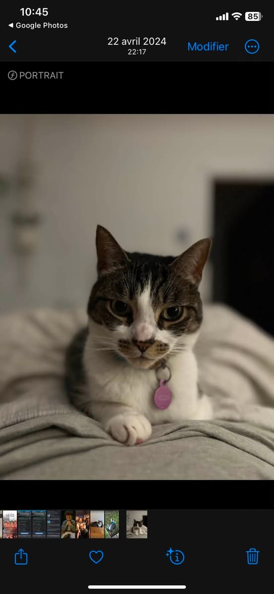 Lost Cat in Montreal