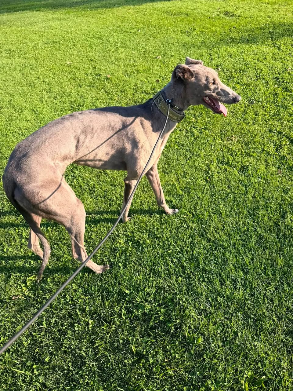 Found dog