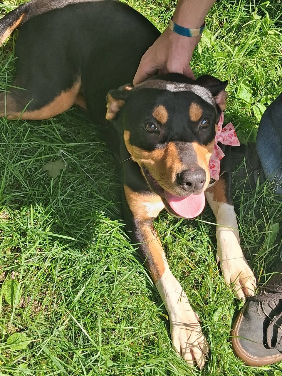 Found dog