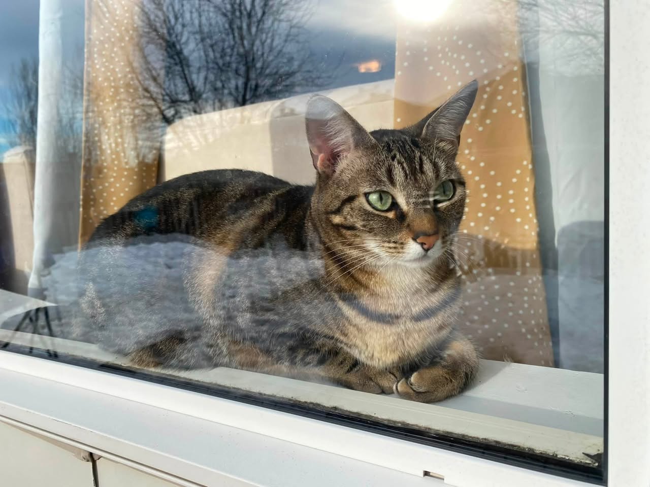 Lost cat