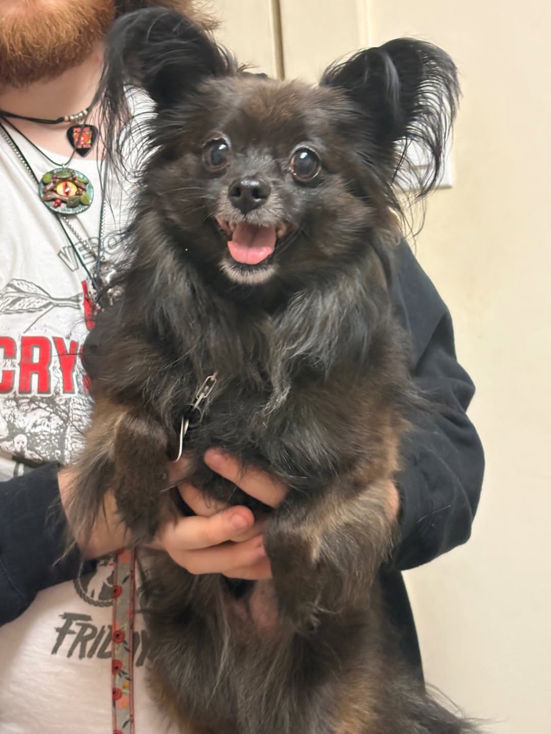 Found Dog in Munhall