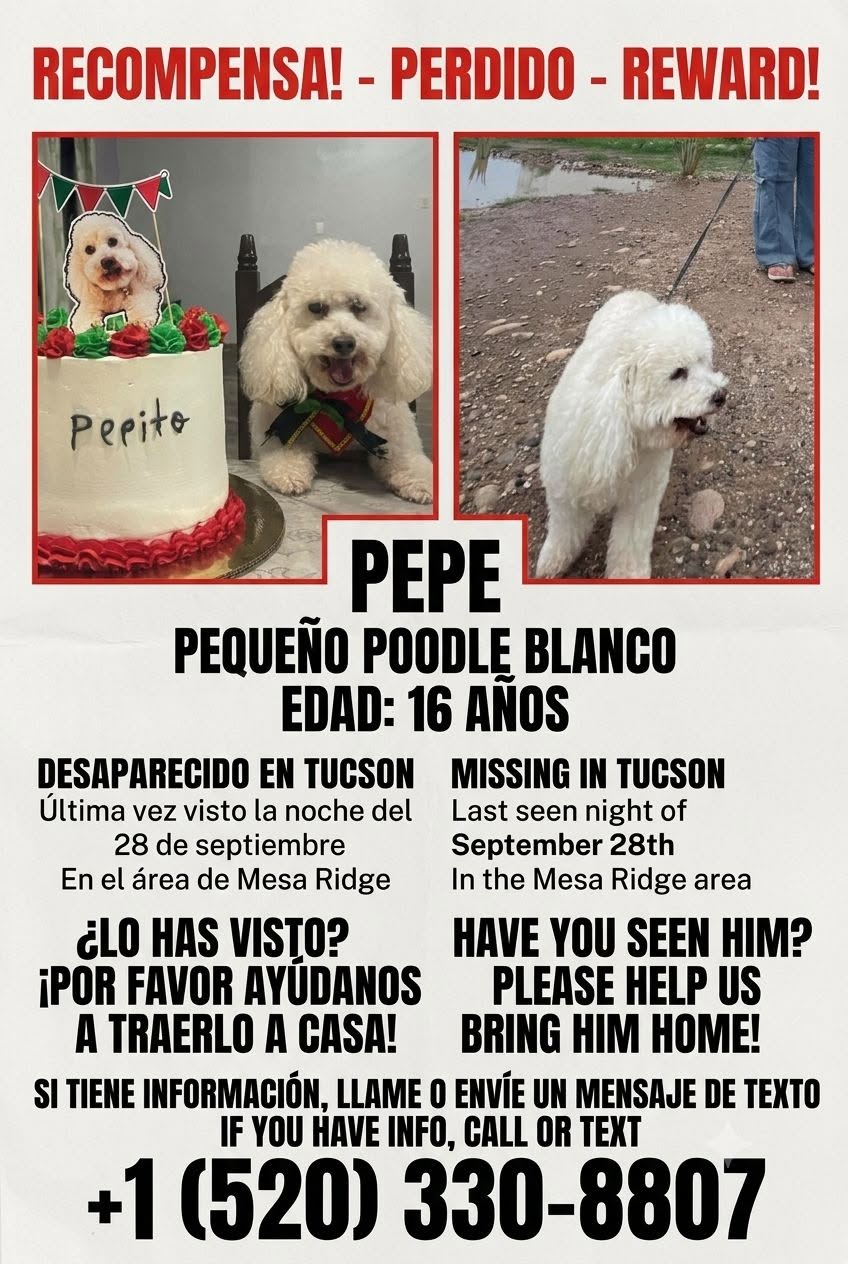 Lost Dog in Tucson