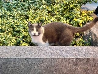 Found cat