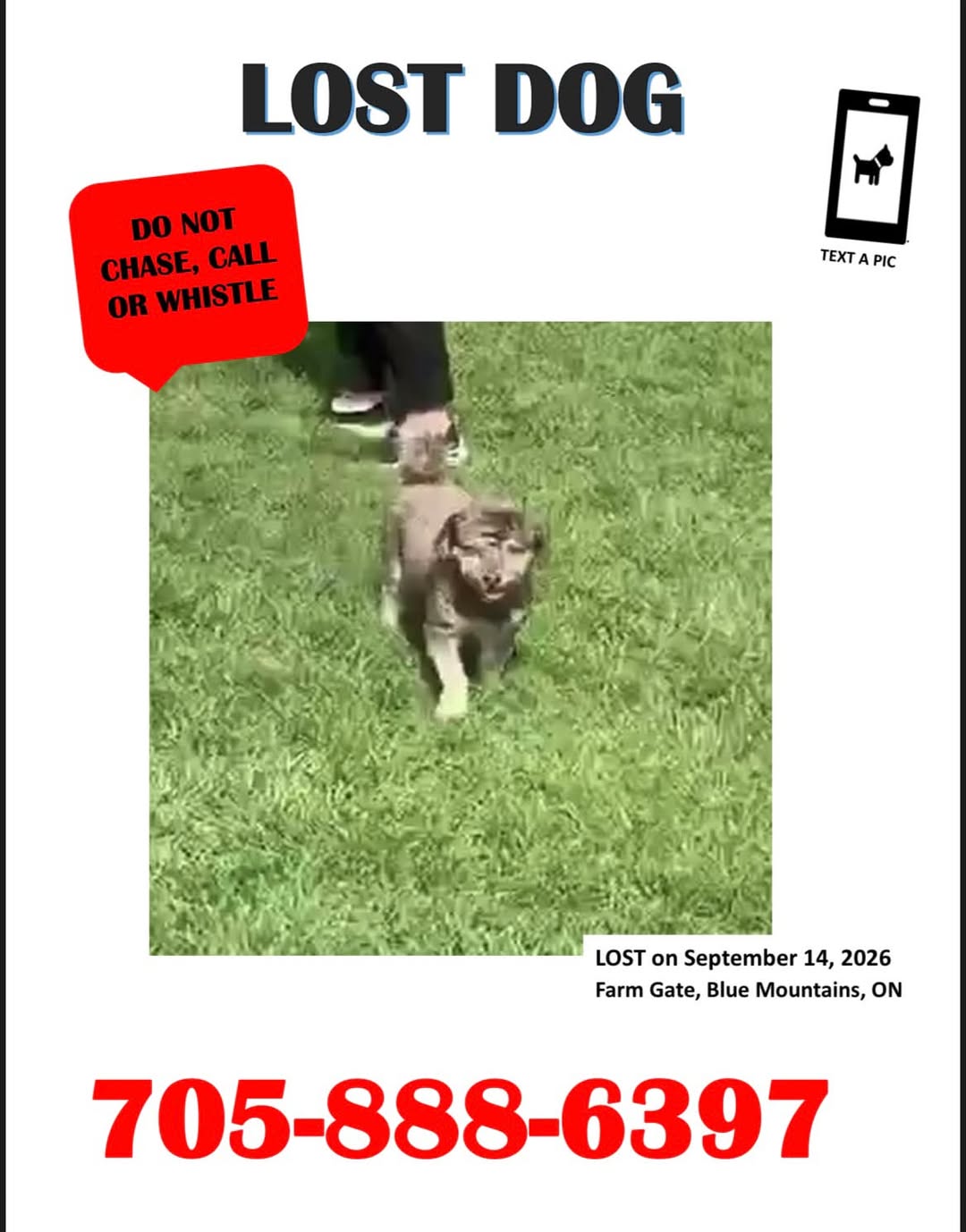 Lost Dog in Blue Mountains