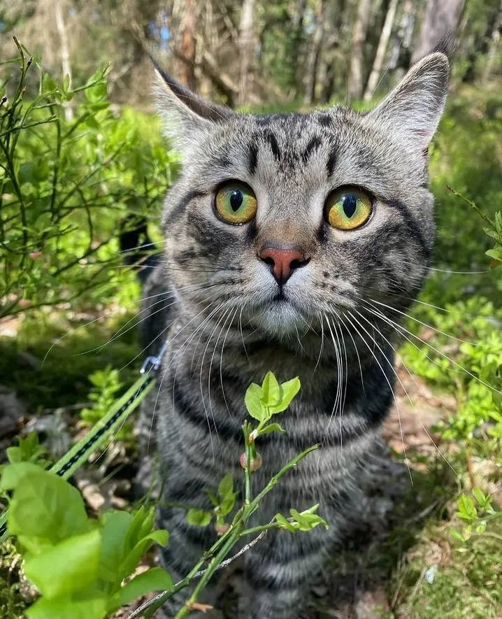 Lost cat