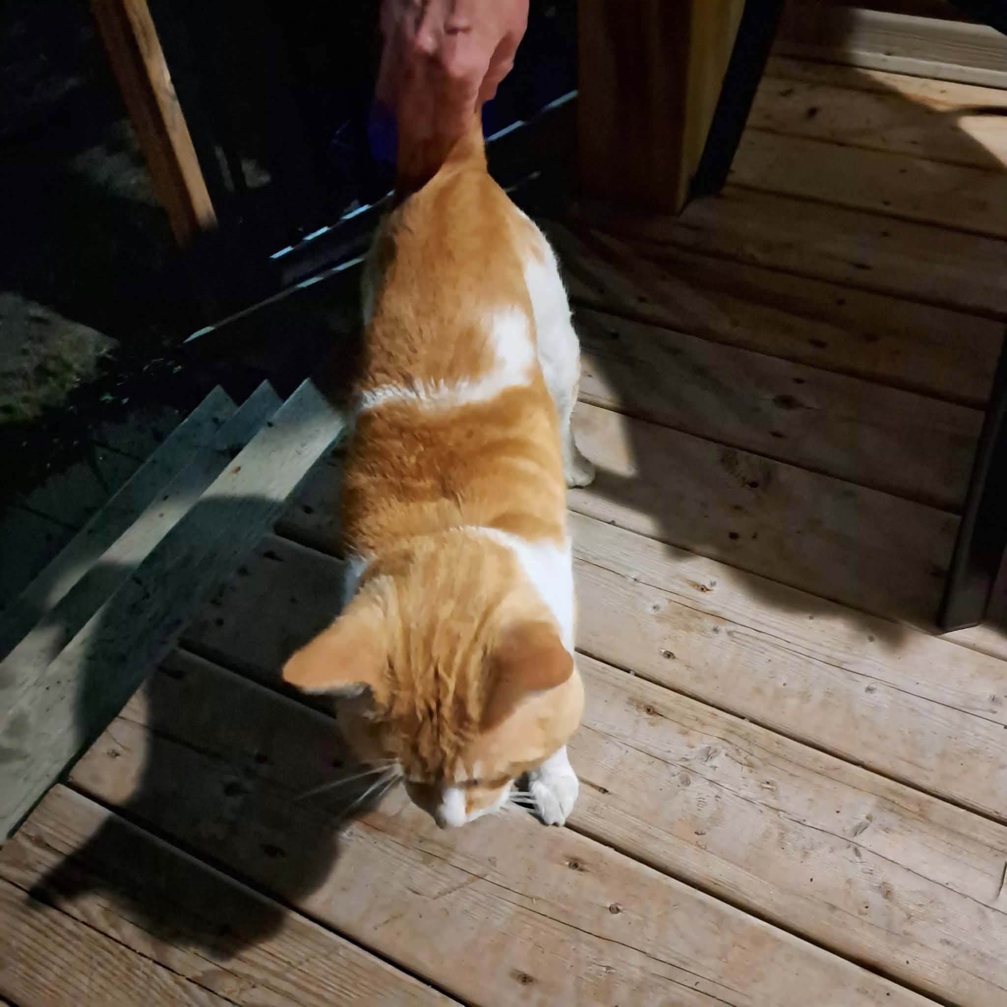 Found cat