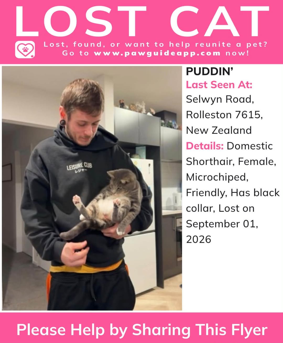 Lost cat