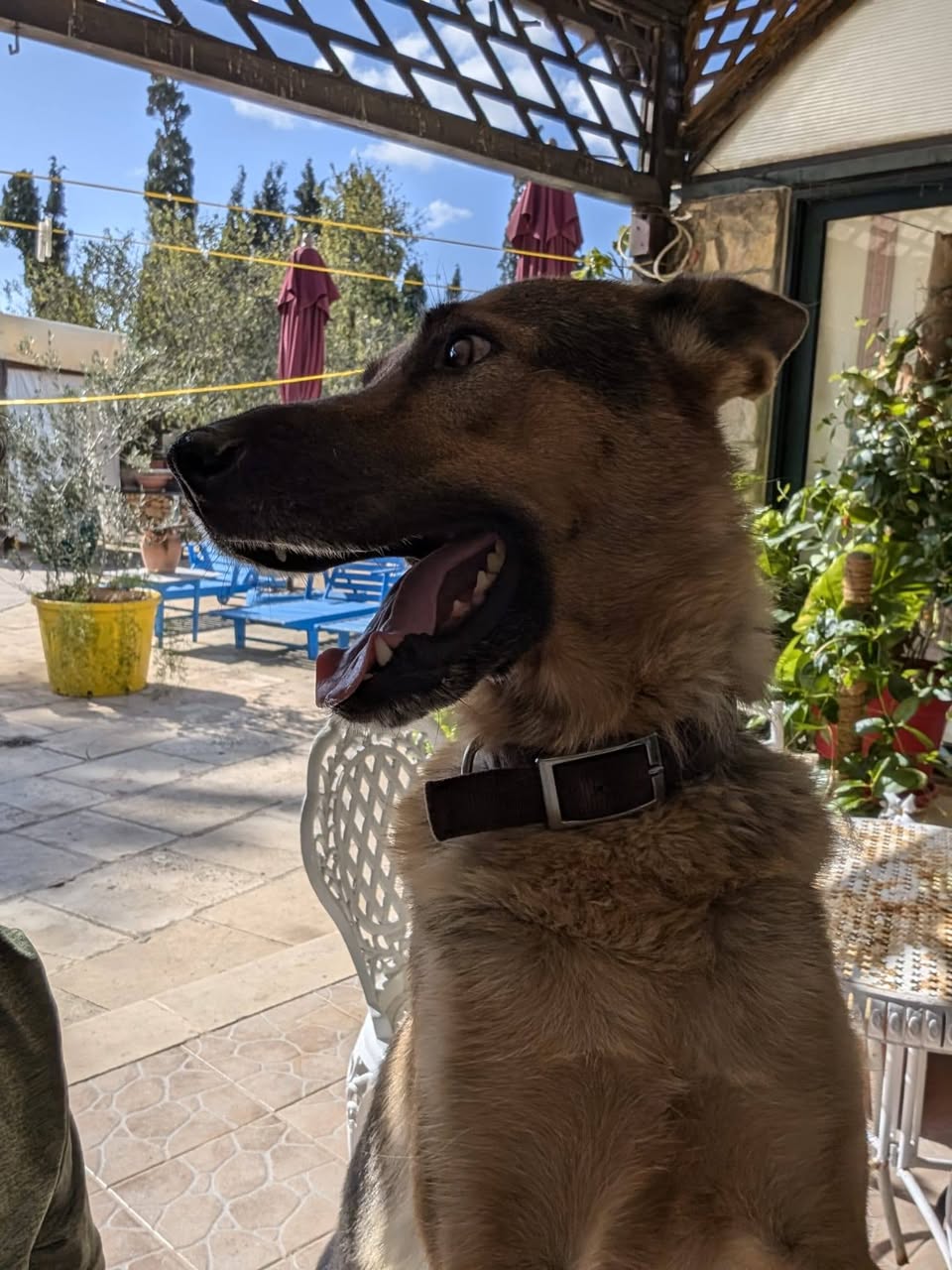 Lost Dog in Malta