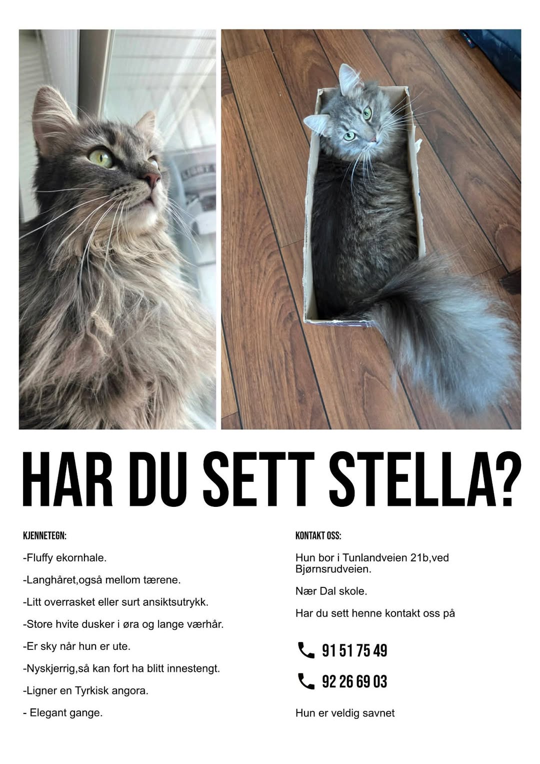 Lost cat