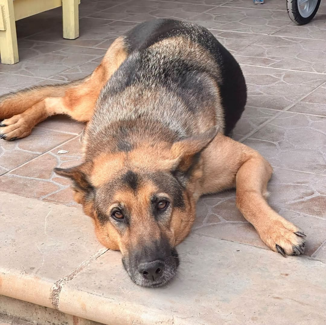 Lost Dog in ĦAl Tarxien / Santa LuċIja