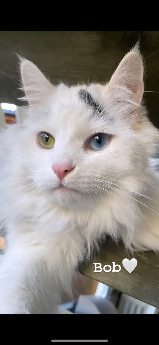 Lost cat