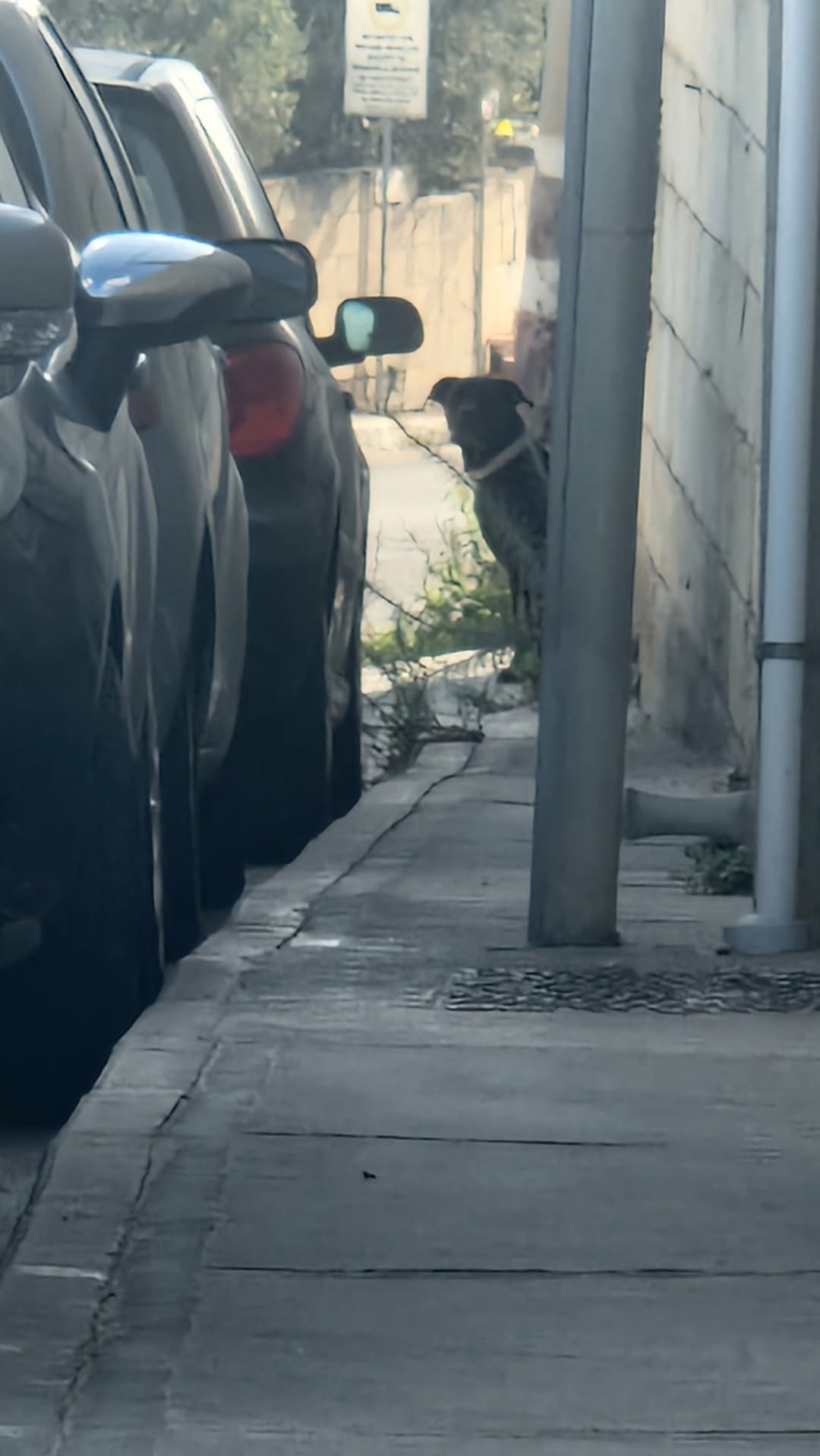 Found Dog in Malta