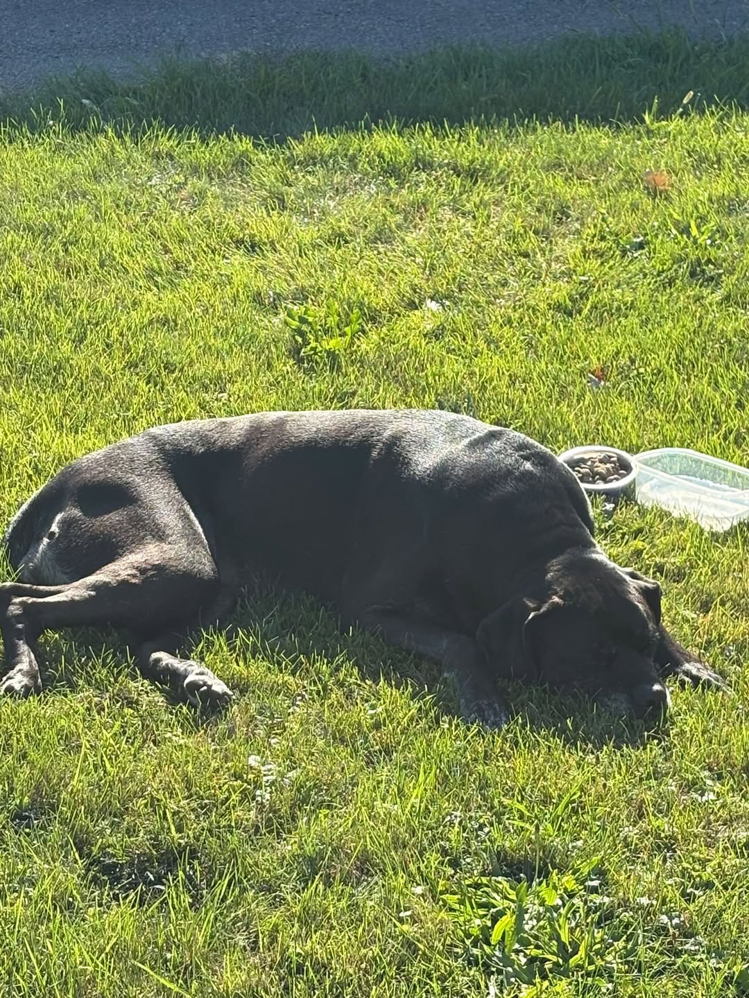 Lost Dog in Ontario