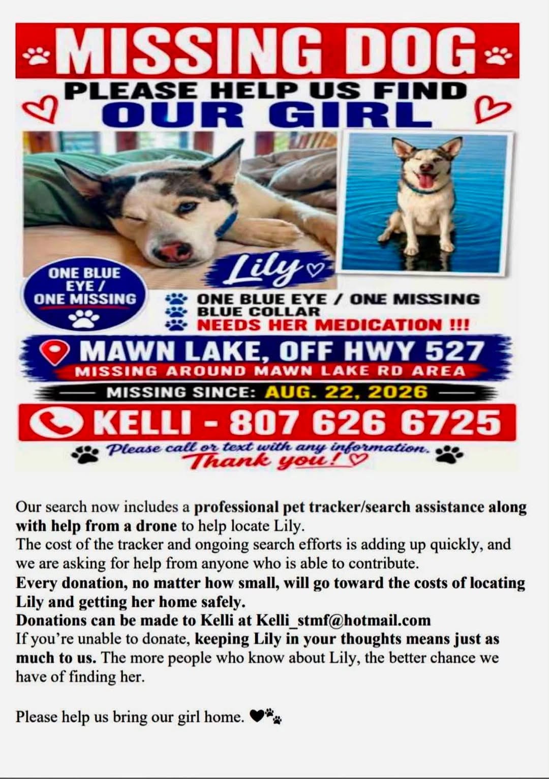 Lost dog