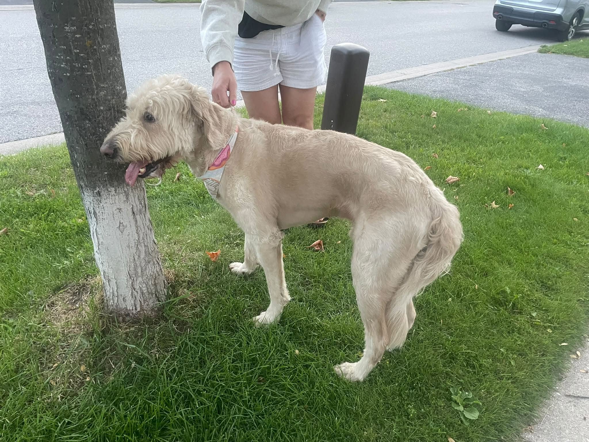 Found dog