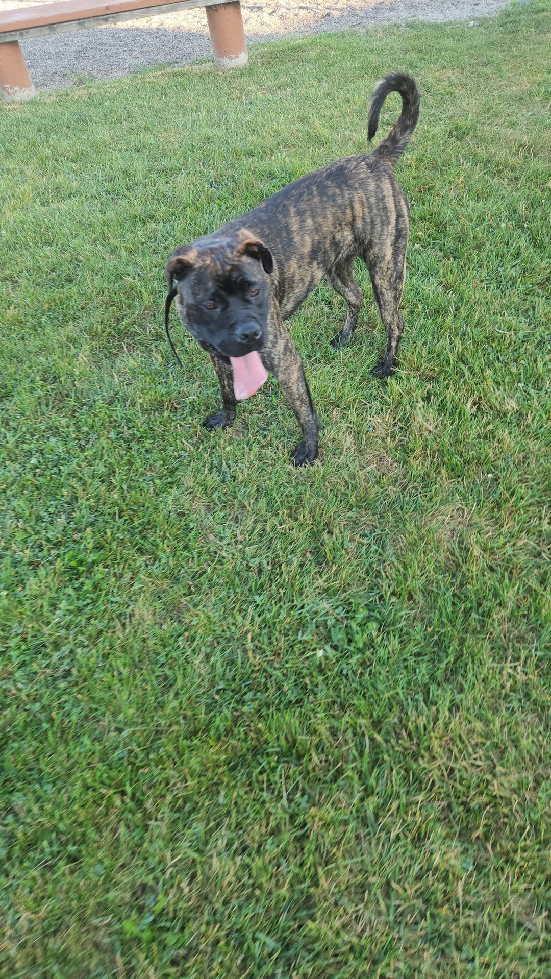 Lost dog