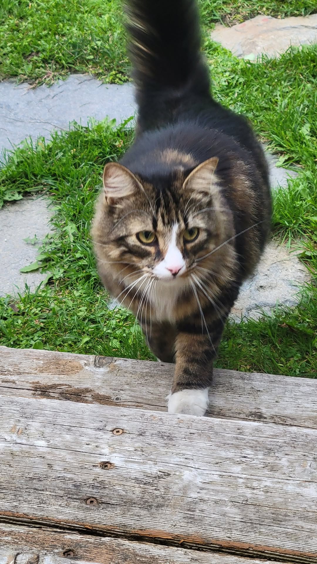 Found cat