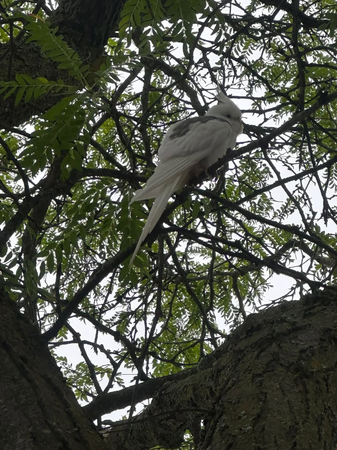 Found bird
