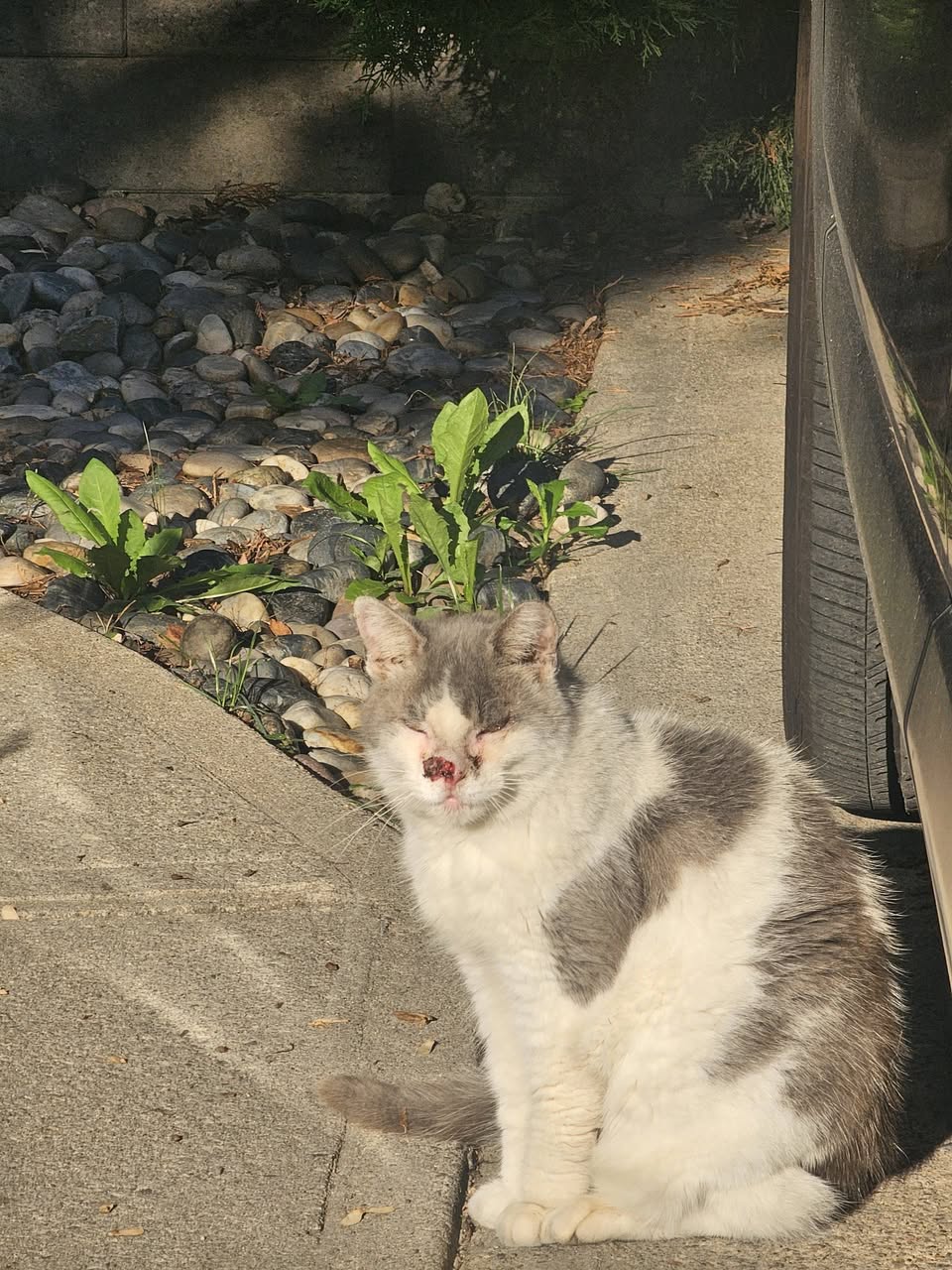 Found Cat in East York