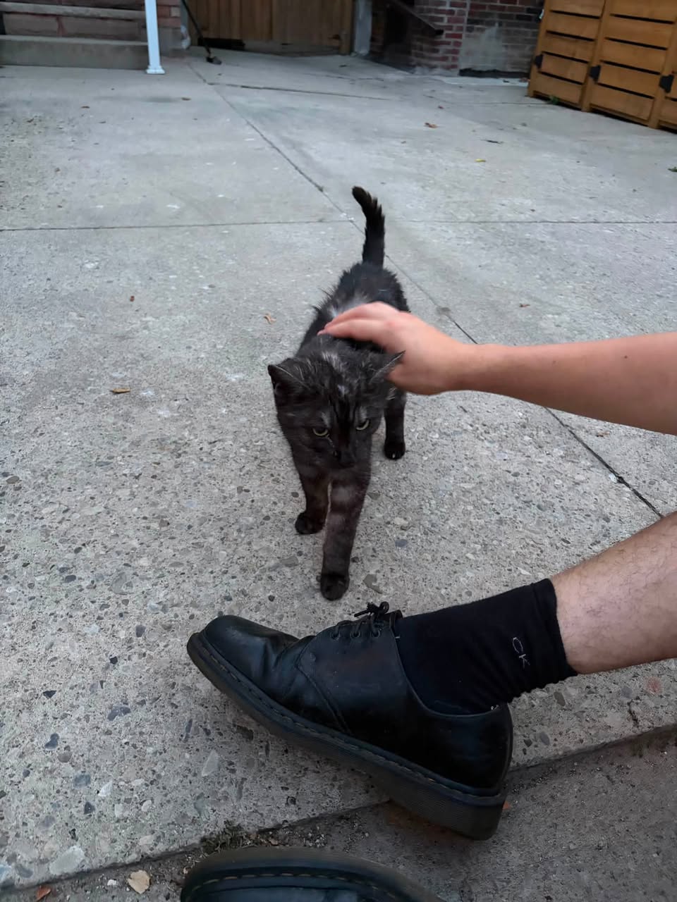 Found cat