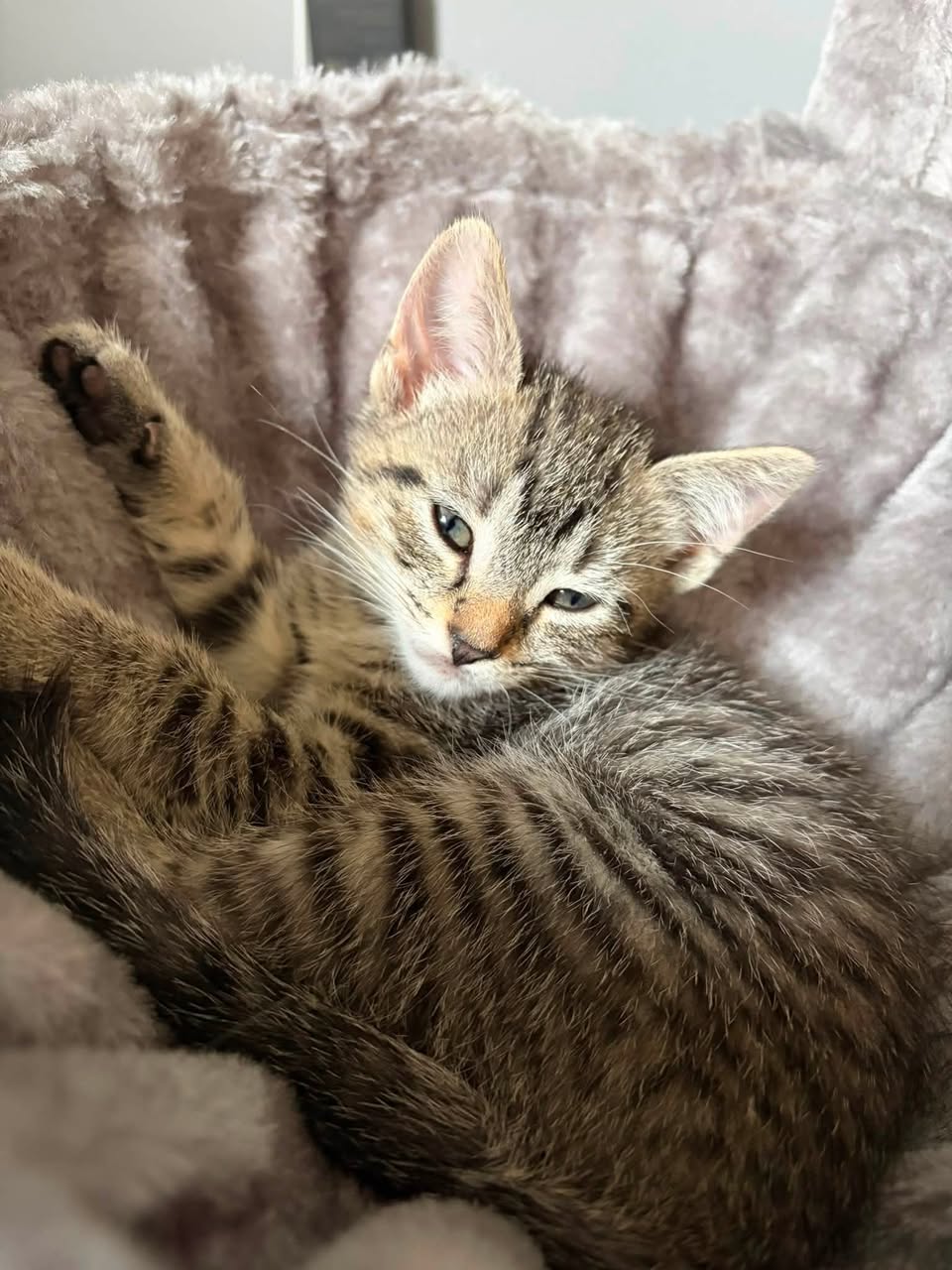Lost Cat in North Bay