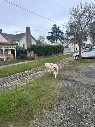 Found dog