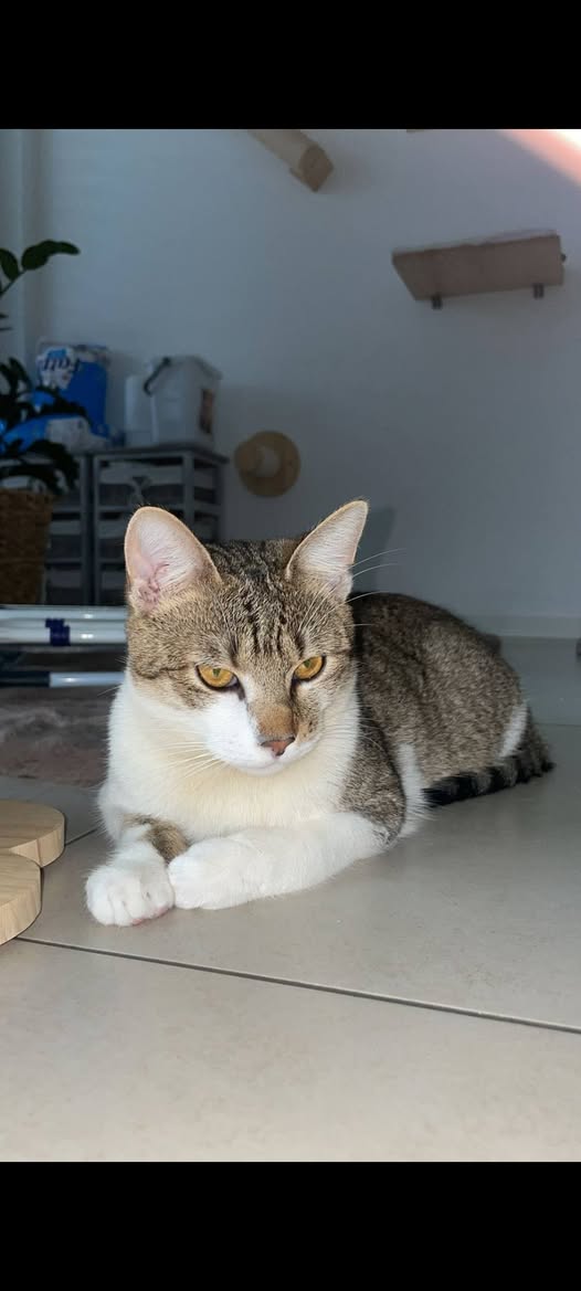 Lost cat