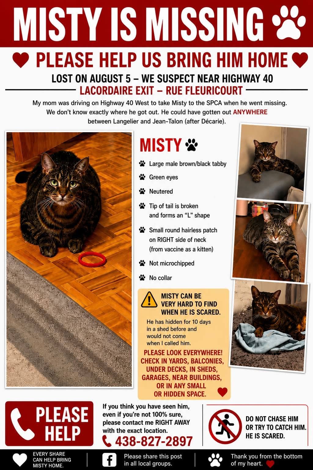 Lost Cat in Saint-LéOnard